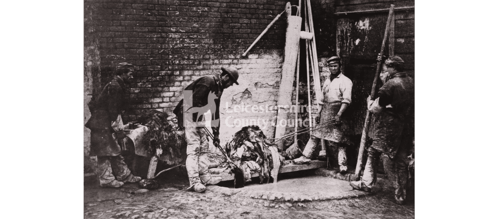 A black and white photo showing three men working in a yard, bending over to tend to lime soaking animal hides
